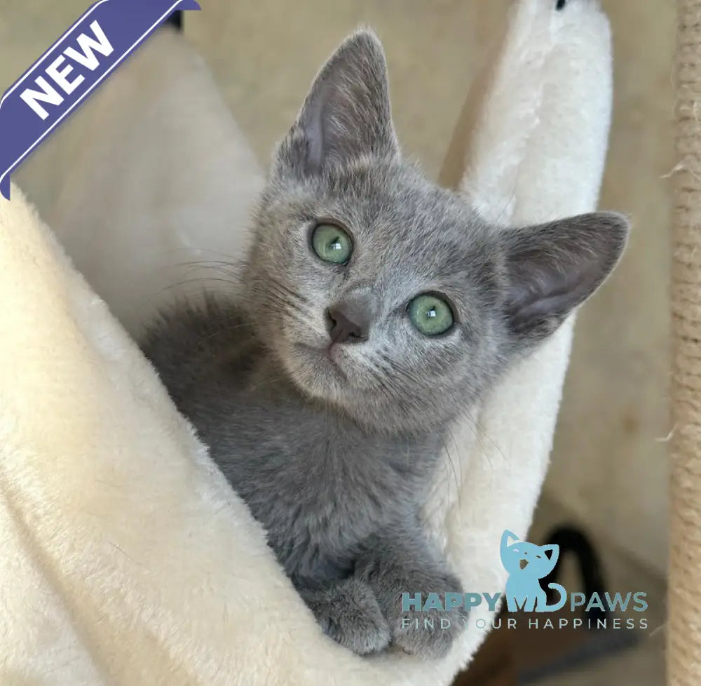 Roman Russian Blue Male Blue Live Animals