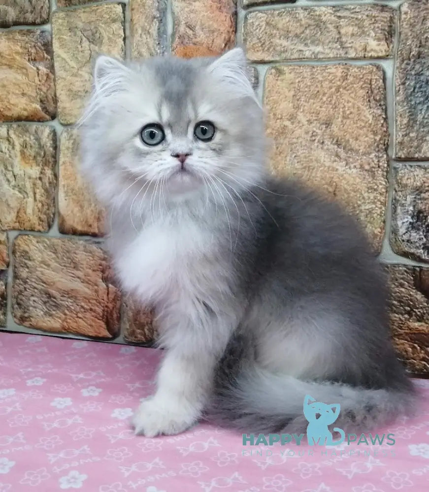 Romeo British Longhair Male Blue Golden Ticked Tabby Live Animals