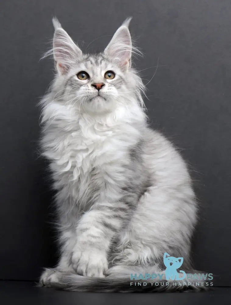 Rovena Maine Coon Polydactyl Female Black Silver Tabby Live Animals