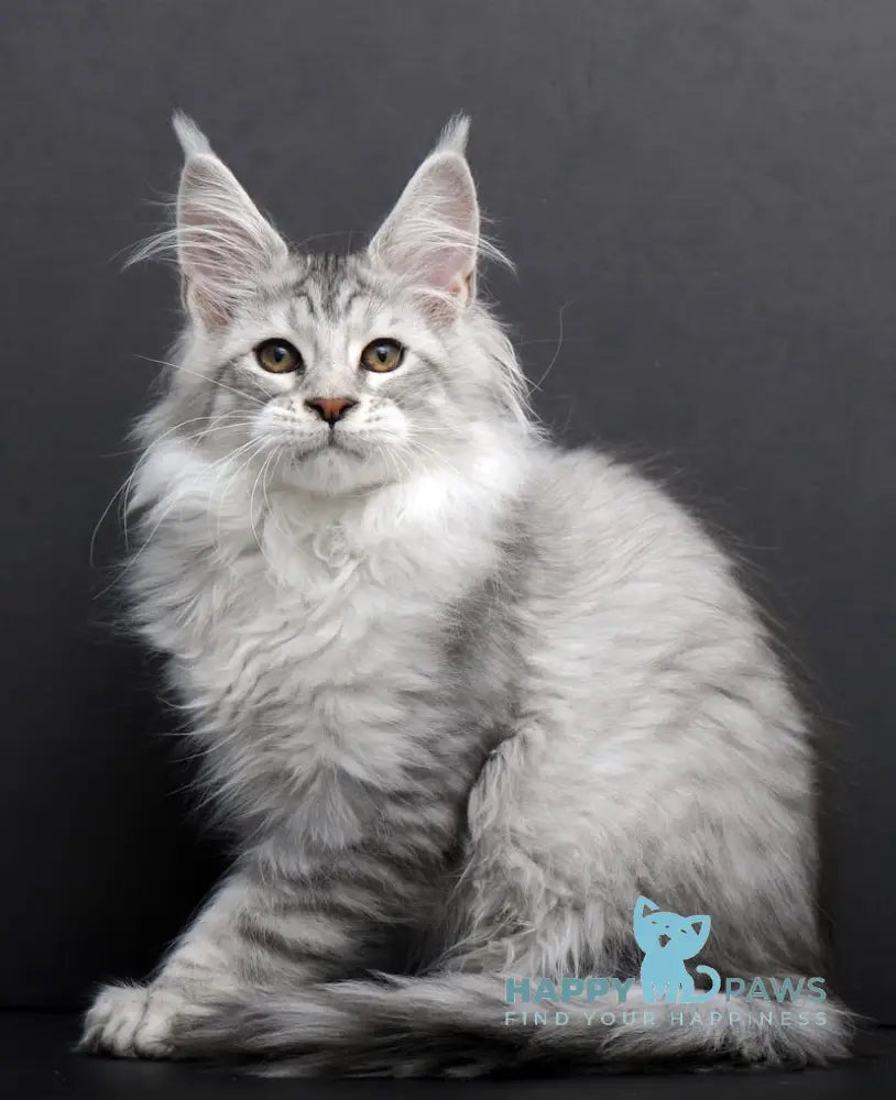 Rovena Maine Coon Polydactyl Female Black Silver Tabby Live Animals