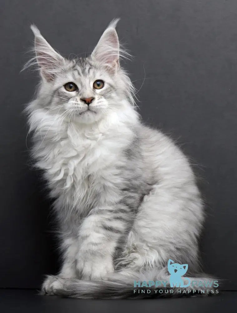 Rovena Maine Coon Polydactyl Female Black Silver Tabby Live Animals