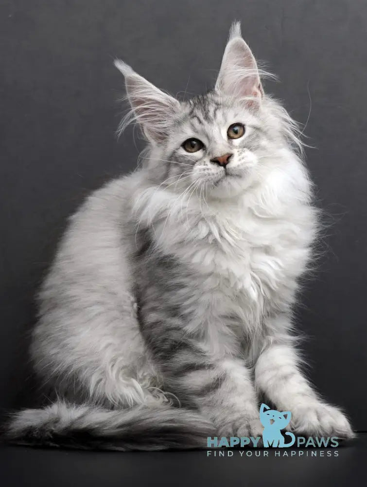 Rovena Maine Coon Polydactyl Female Black Silver Tabby Live Animals