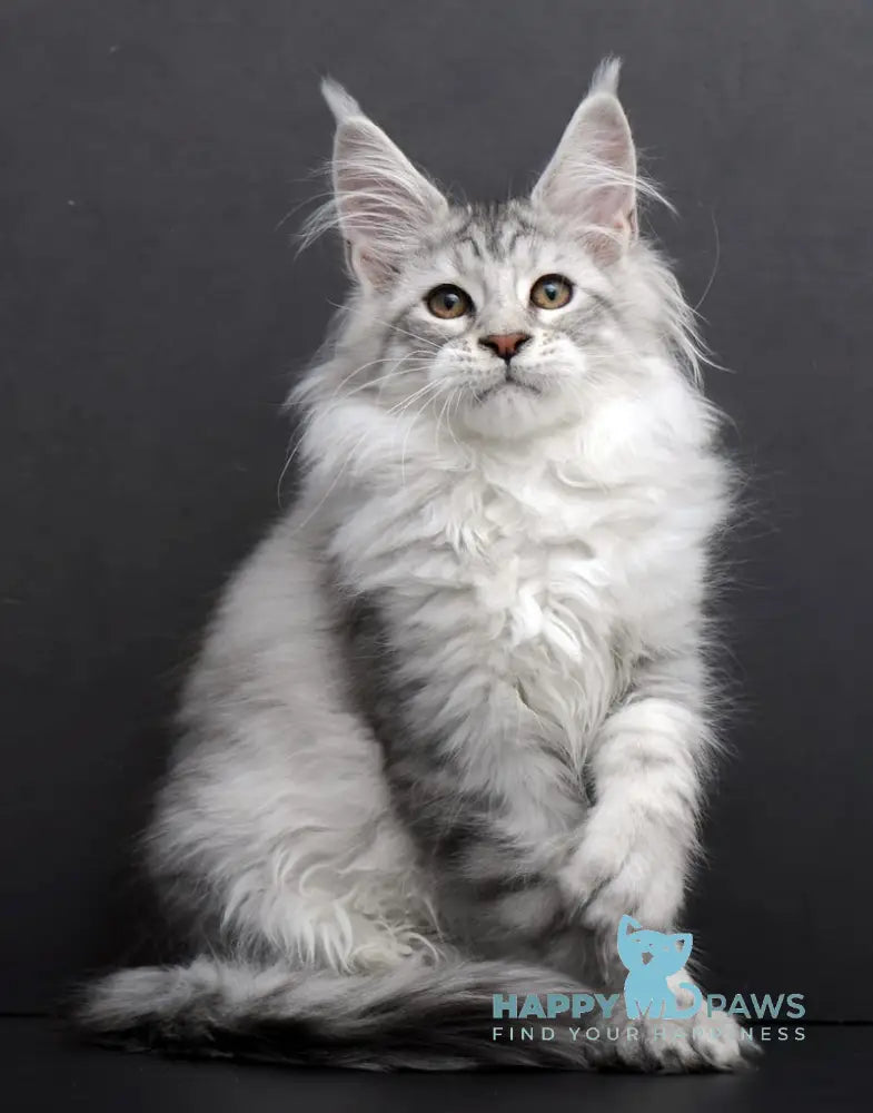 Rovena Maine Coon Polydactyl Female Black Silver Tabby Live Animals