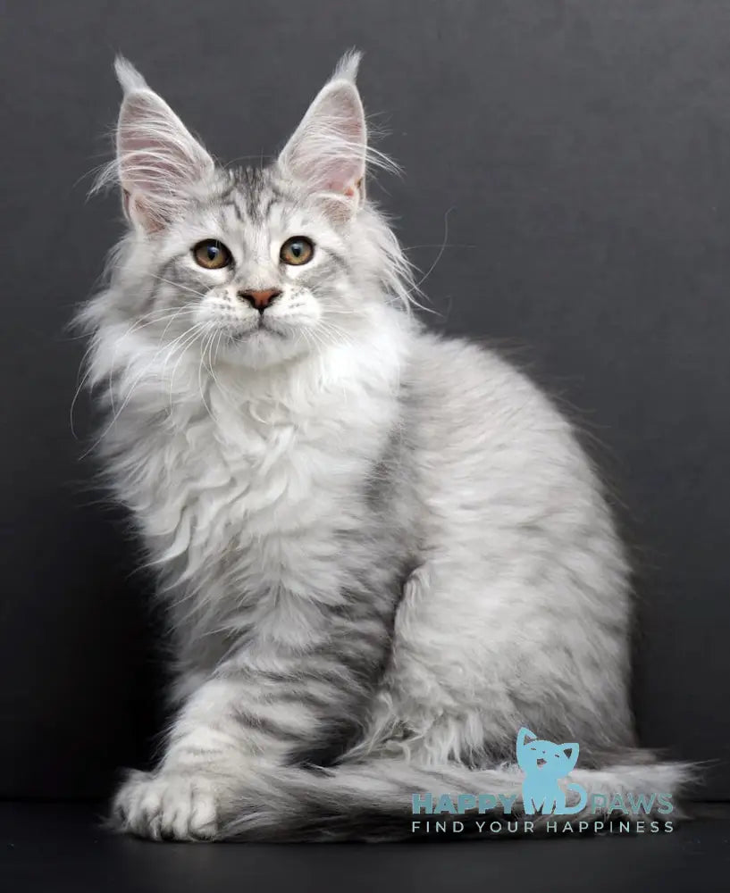 Rovena Maine Coon Polydactyl Female Black Silver Tabby Live Animals