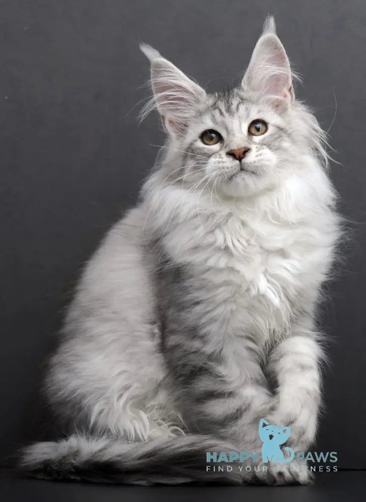 Rovena Maine Coon Polydactyl Female Black Silver Tabby Live Animals