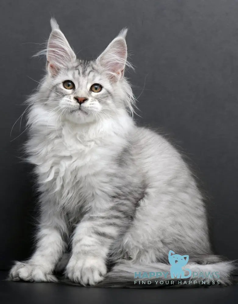 Rovena Maine Coon Polydactyl Female Black Silver Tabby Live Animals