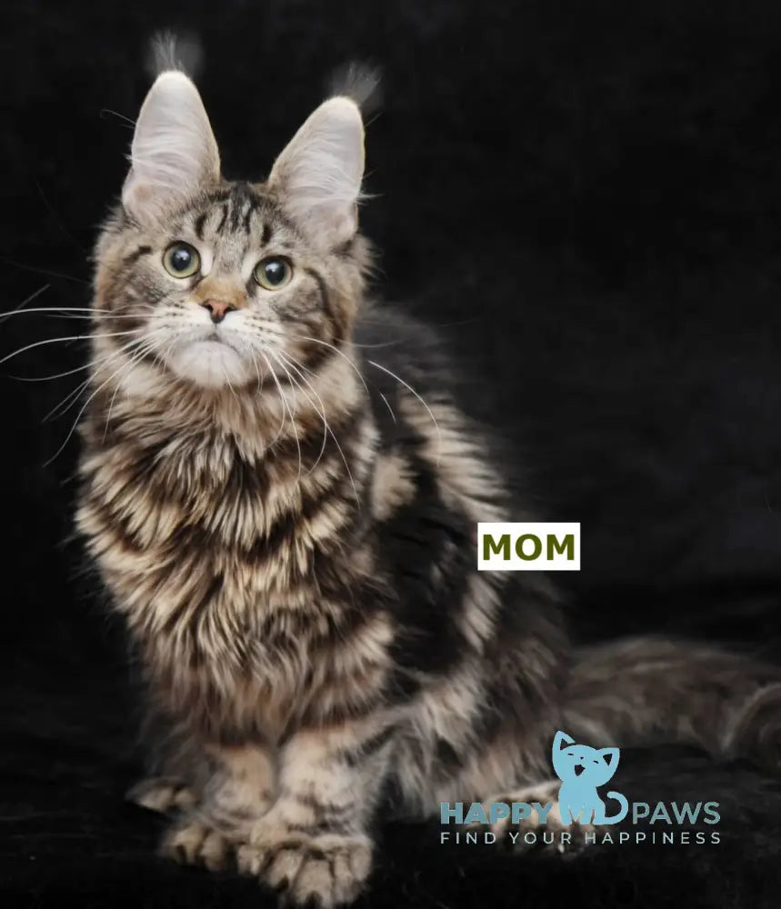 Rovena Maine Coon Polydactyl Female Black Silver Tabby Live Animals