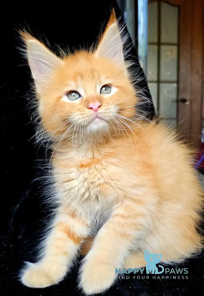 Roxolana Maine Coon Female Red Live Animals