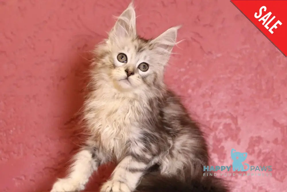 Rozaliya Maine Coon Female Black Silver Tabby Live Animals