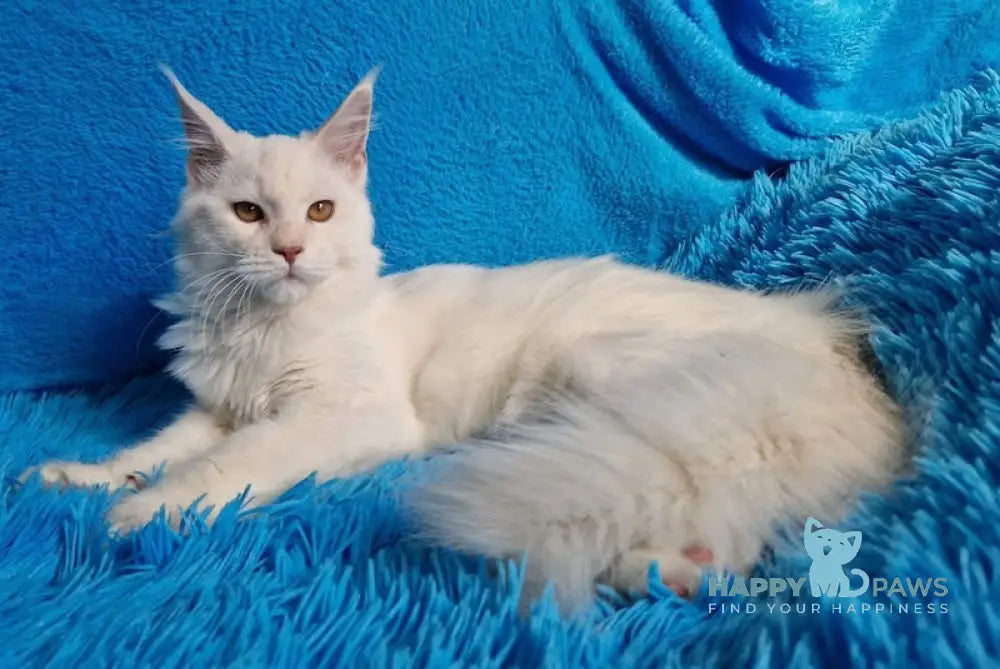 Rubin Maine Coon Male Red Silver Shaded Live Animals