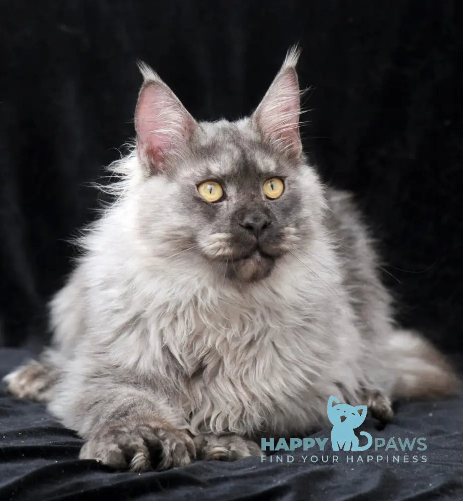 Saimon Maine Coon Male Black Silver Tabby Live Animals