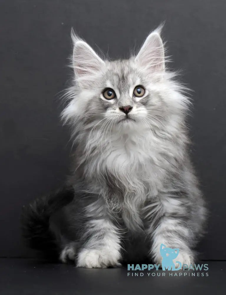 Saimon Maine Coon Male Black Silver Tabby Live Animals