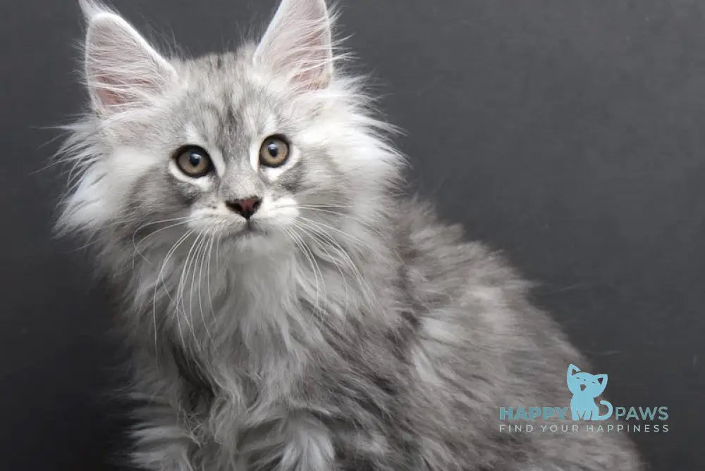 Saimon Maine Coon Male Black Silver Tabby Live Animals