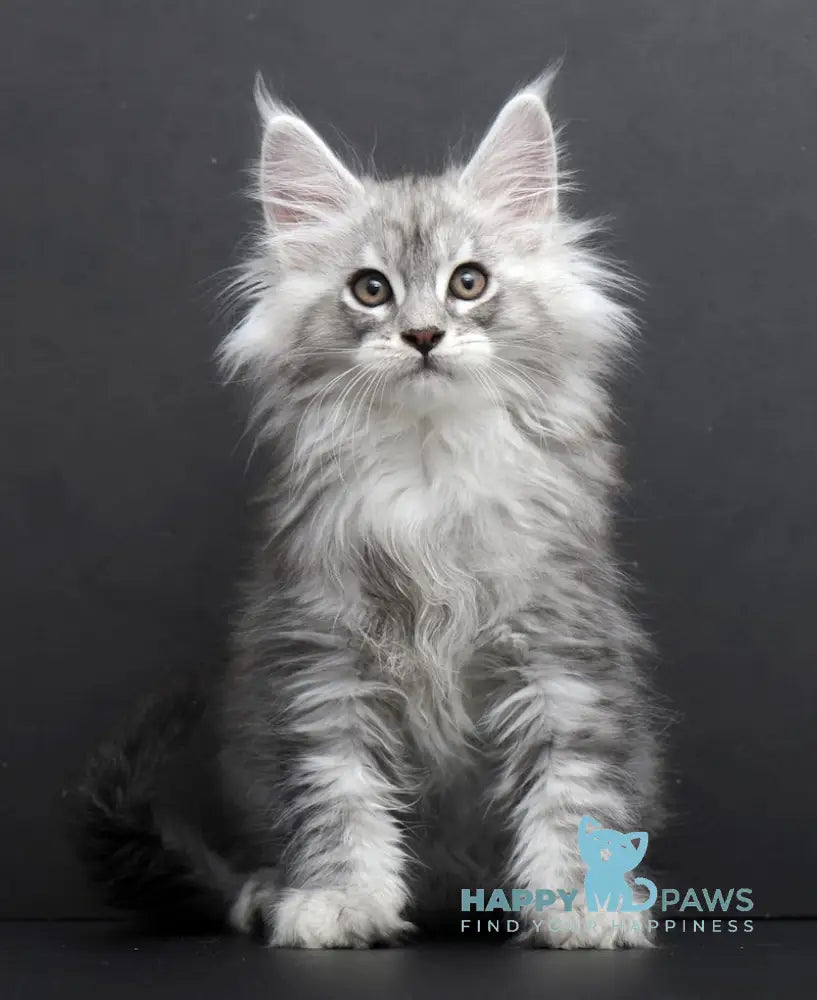 Saimon Maine Coon Male Black Silver Tabby Live Animals