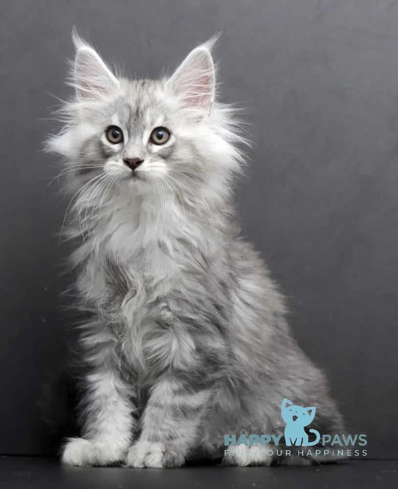 Saimon Maine Coon Male Black Silver Tabby Live Animals