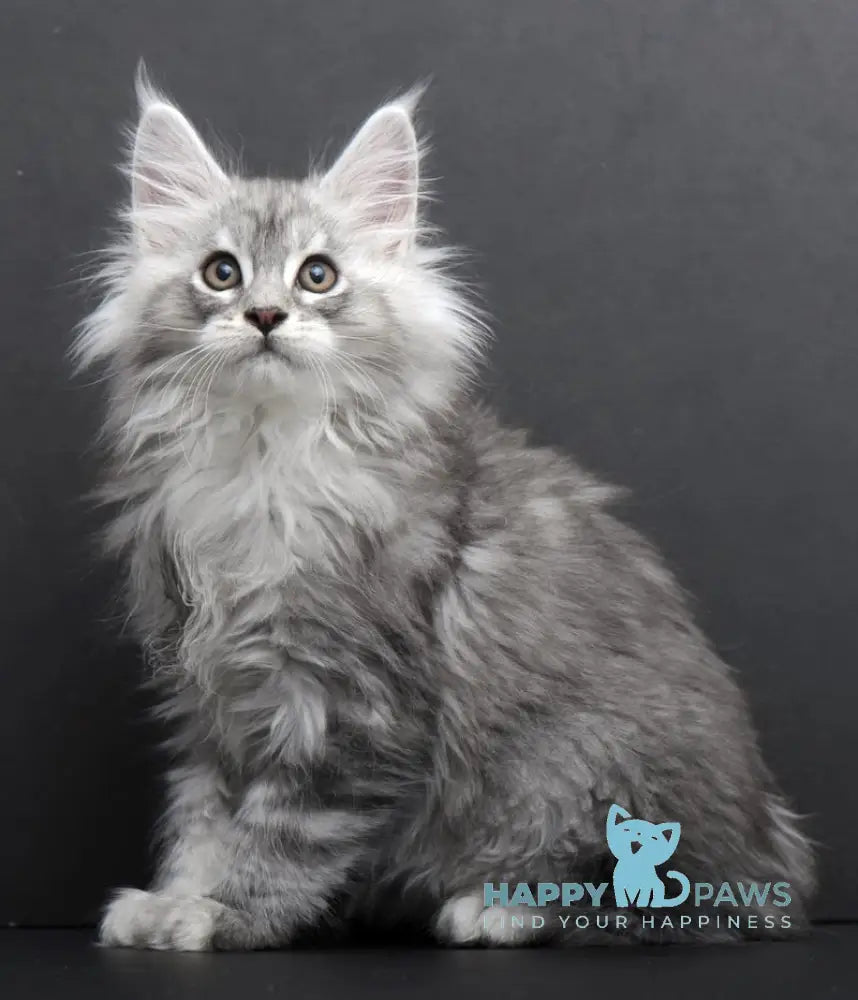 Saimon Maine Coon Male Black Silver Tabby Live Animals