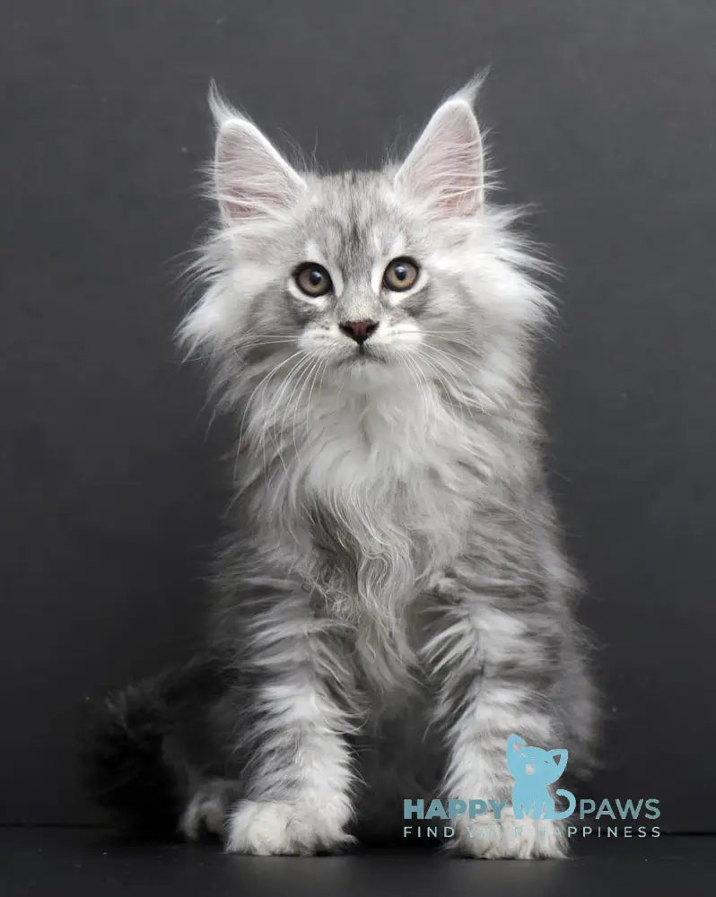 Saimon Maine Coon Male Black Silver Tabby Live Animals