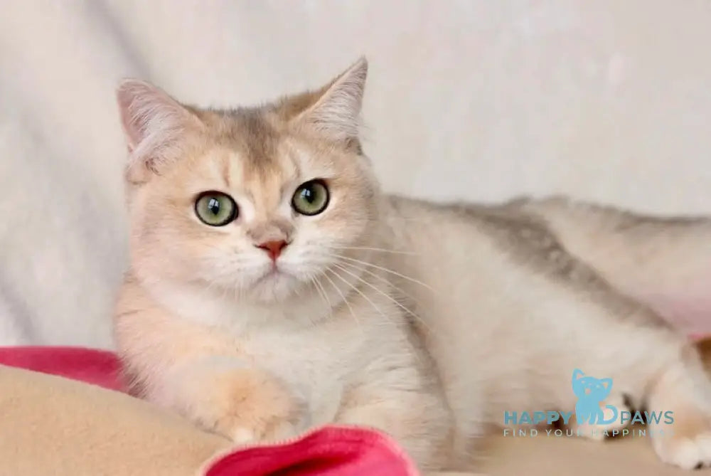 Saji British Shorthair Female Blue Golden Shaded Live Animals