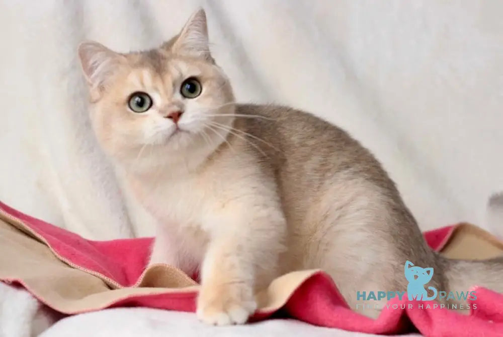 Saji British Shorthair Female Blue Golden Shaded Live Animals