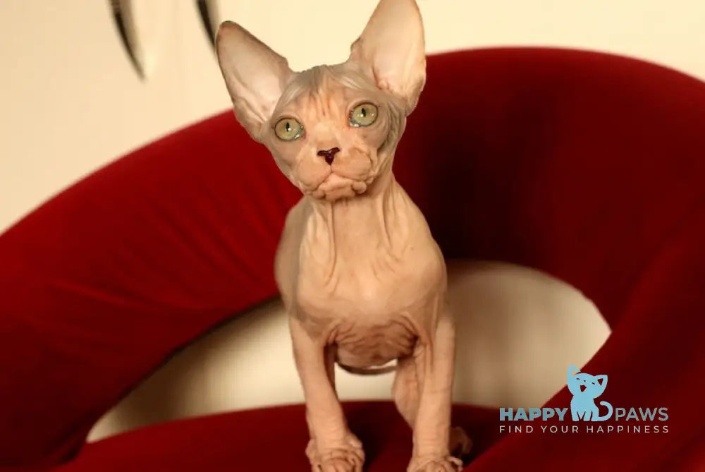 Sakura Canadian Sphynx Female Blue Tortie Bicolour Live Animals