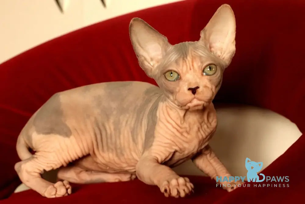 Sakura Canadian Sphynx Female Blue Tortie Bicolour Live Animals