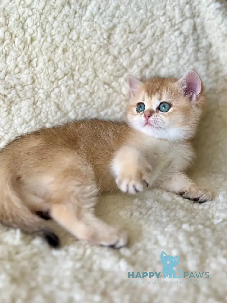 Samanta British Shorthair Female Black Golden Shaded Live Animals