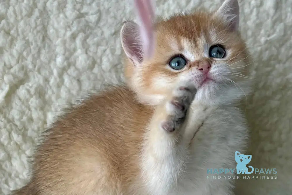 Samanta British Shorthair Female Black Golden Shaded Live Animals