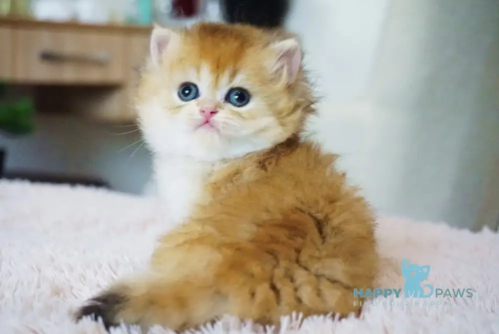 Sandy British Longhair Female Black Golden Shaded Live Animals