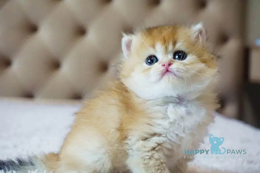 Sandy British Longhair Female Black Golden Shaded Live Animals