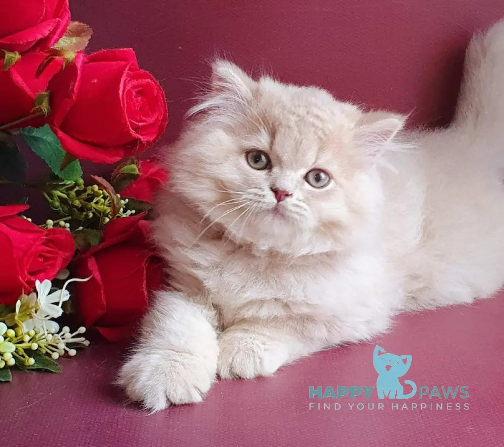 Sapfir British Longhair Male Lilac Golden Shaded Live Animals