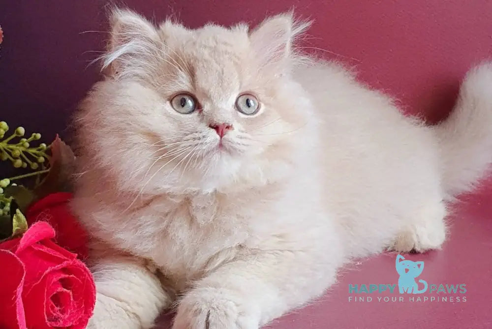 Sapfir British Longhair Male Lilac Golden Shaded Live Animals