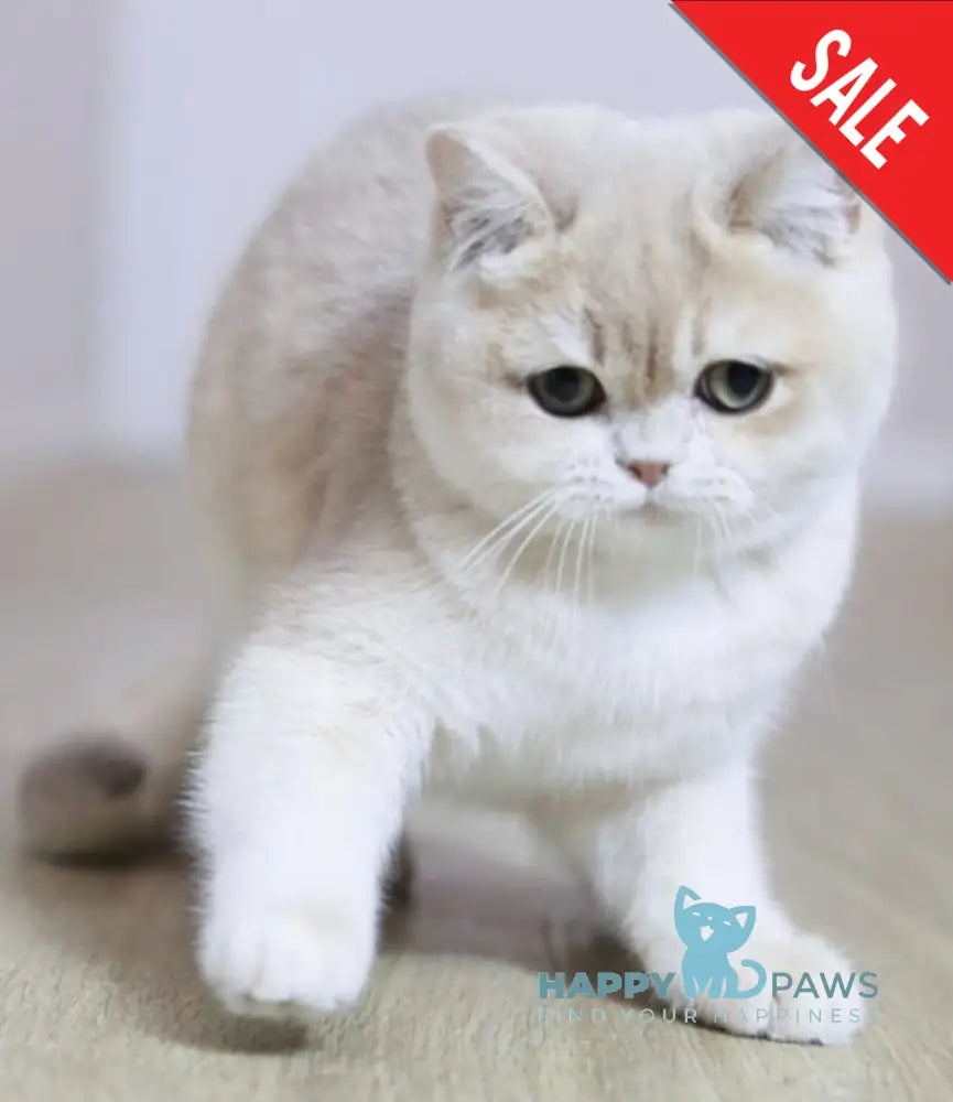 Sebastian British Shorthair Male Lilac Golden Chinchilla Live Animals