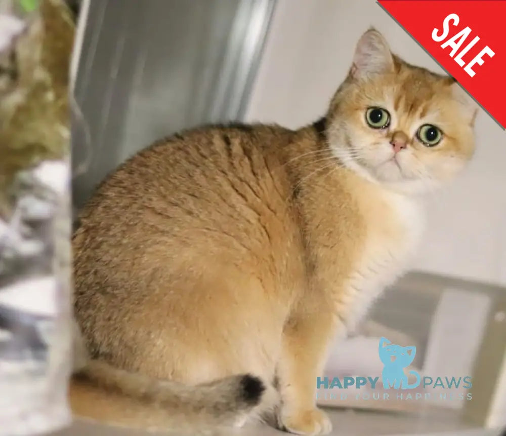 Sebastian British Shorthair Male Lilac Golden Chinchilla Live Animals