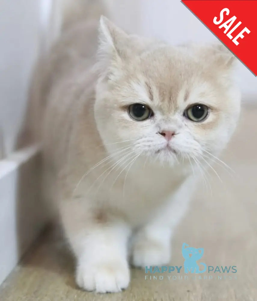 Sebastian British Shorthair Male Lilac Golden Chinchilla Live Animals