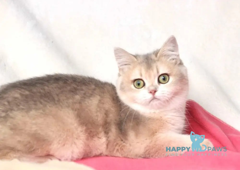 Setty British Shorthair Female Blue Golden Shaded Live Animals