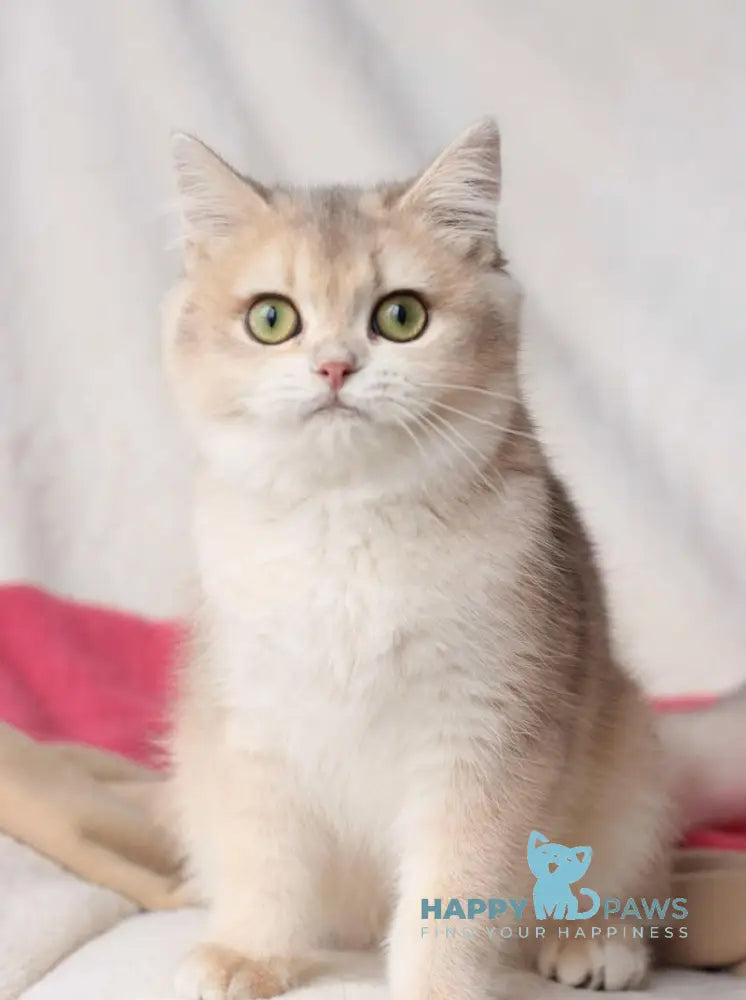 Setty British Shorthair Female Blue Golden Shaded Live Animals