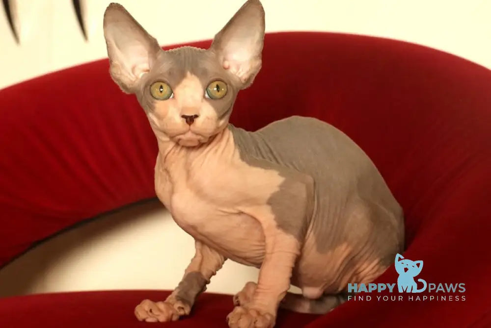 Shakira Canadian Sphynx Female Blue Bicolour Live Animals