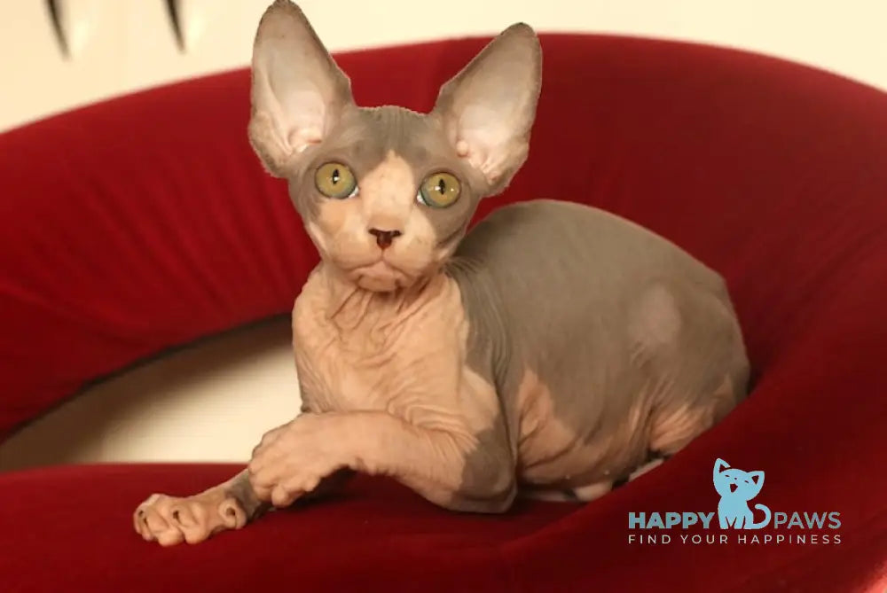 Shakira Canadian Sphynx Female Blue Bicolour Live Animals