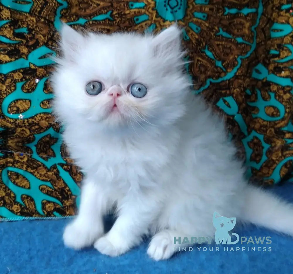 Shantel Persian Female White Live Animals