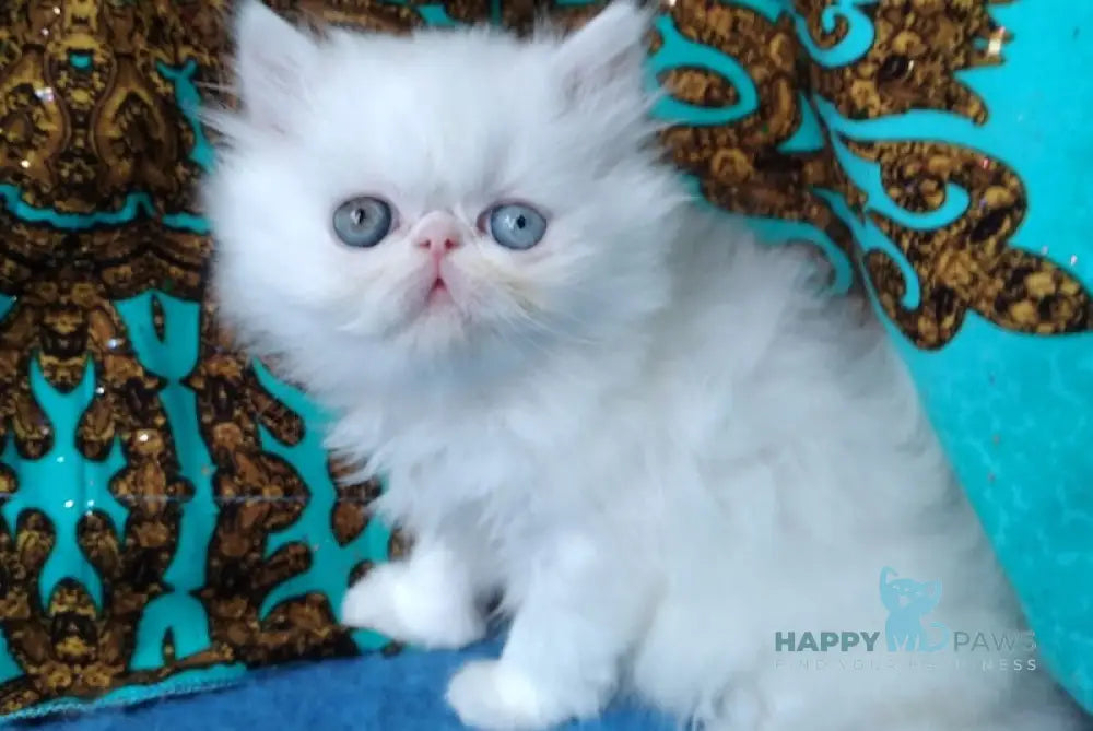 Shantel Persian Female White Live Animals