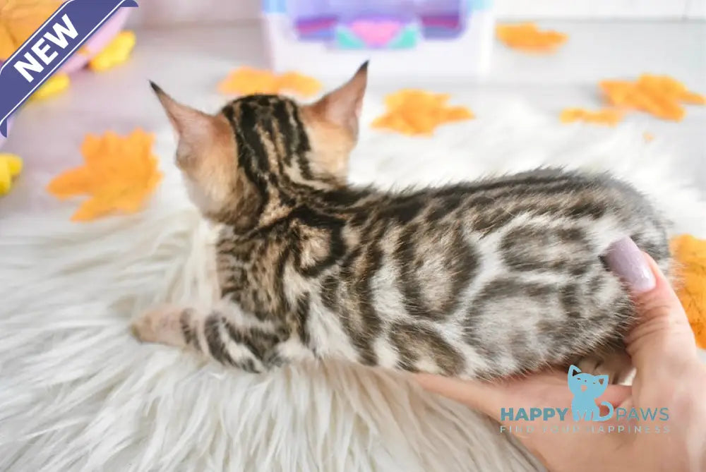 Shanti Bengal Female Black Spotted Tabby Live Animals