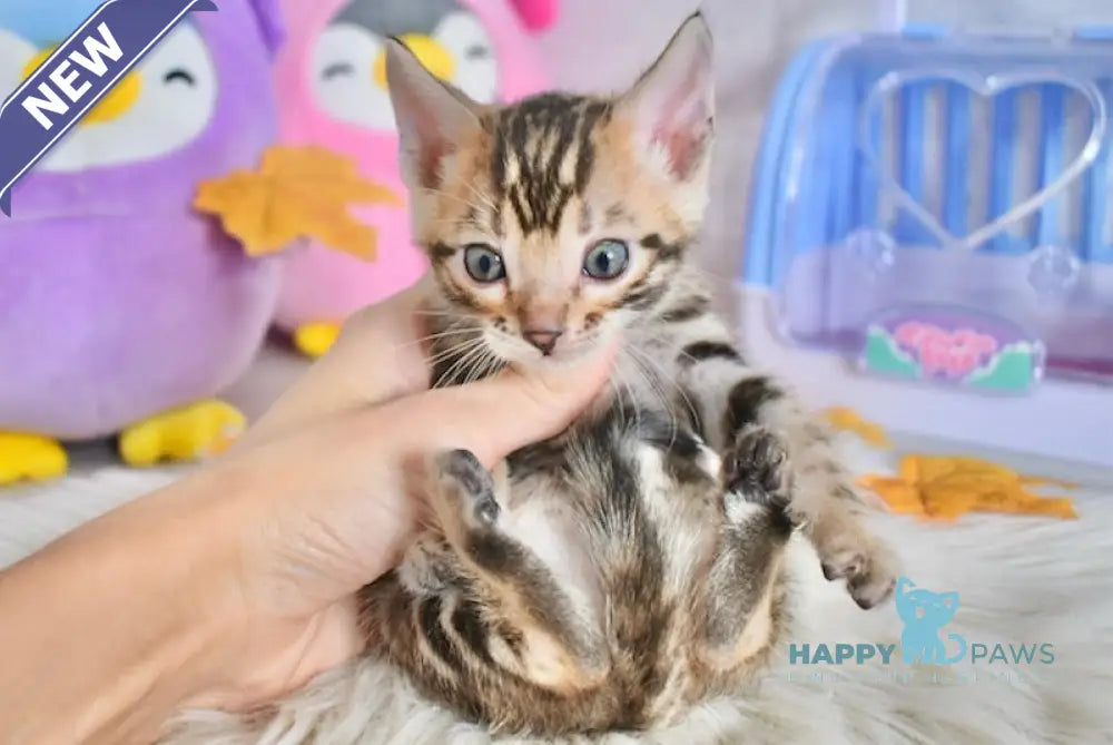 Shanti Bengal Female Black Spotted Tabby Live Animals