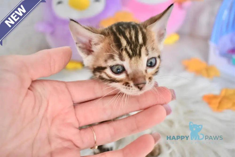 Shanti Bengal Female Black Spotted Tabby Live Animals