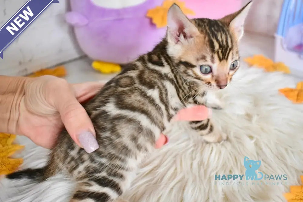 Shanti Bengal Female Black Spotted Tabby Live Animals