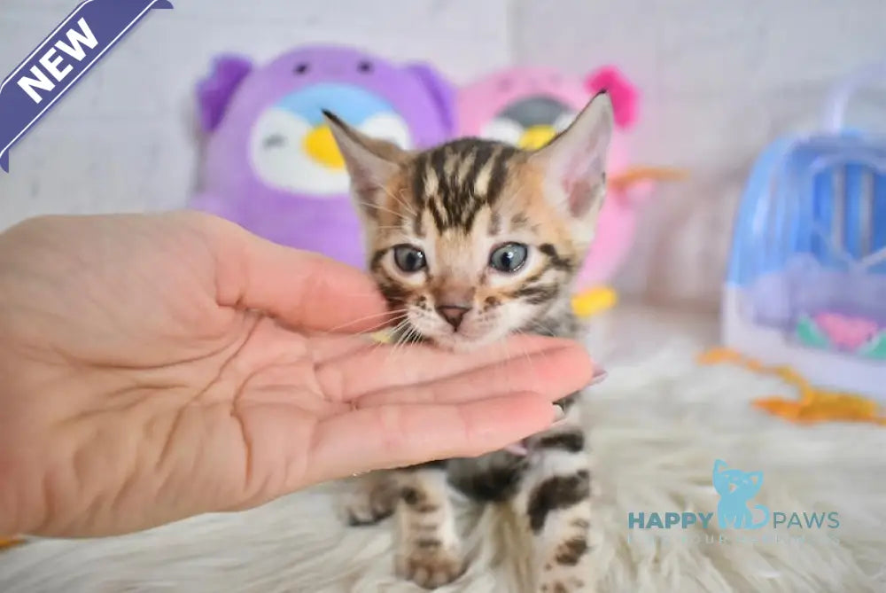 Shanti Bengal Female Black Spotted Tabby Live Animals