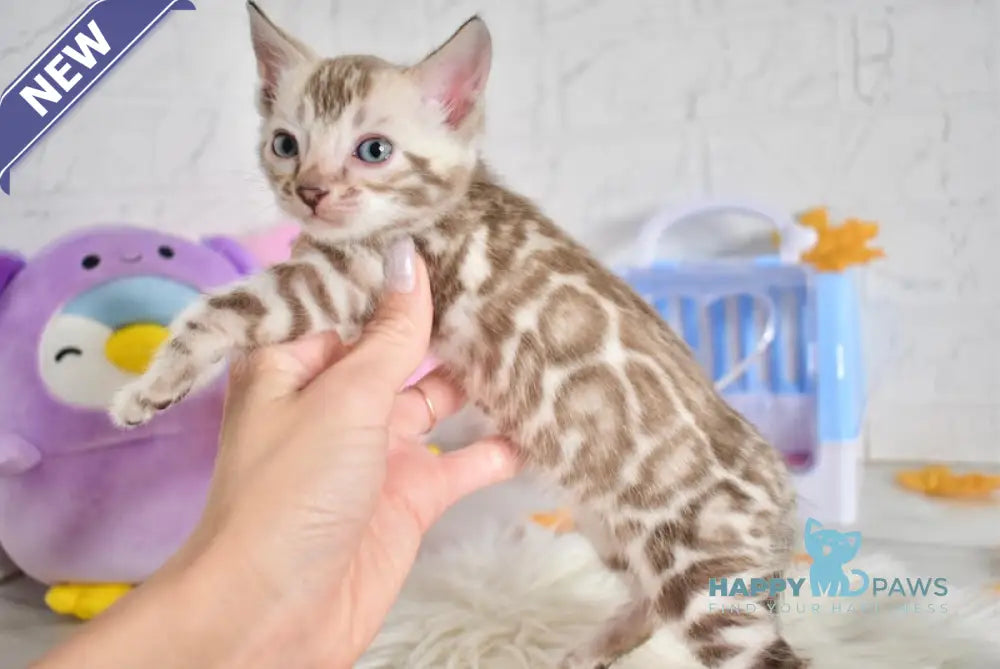 Shark Bengal Male Snow Mink Live Animals