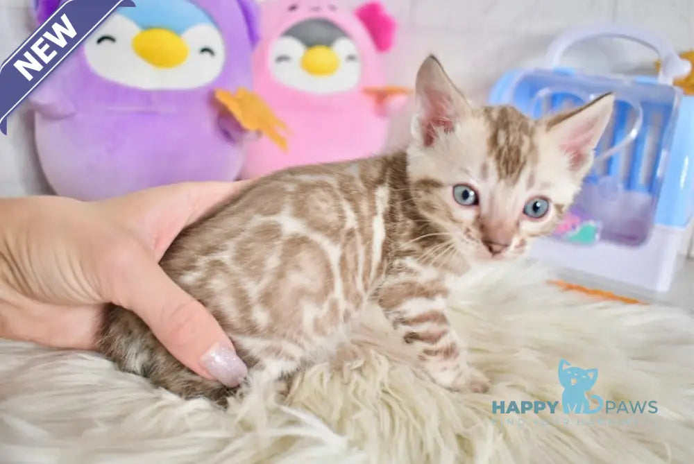 Shark Bengal Male Snow Mink Live Animals