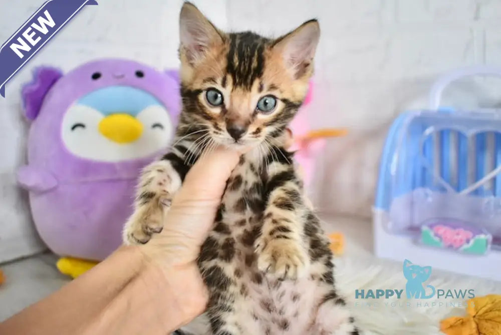 Sharkis Bengal Male Black Spotted Tabby Live Animals