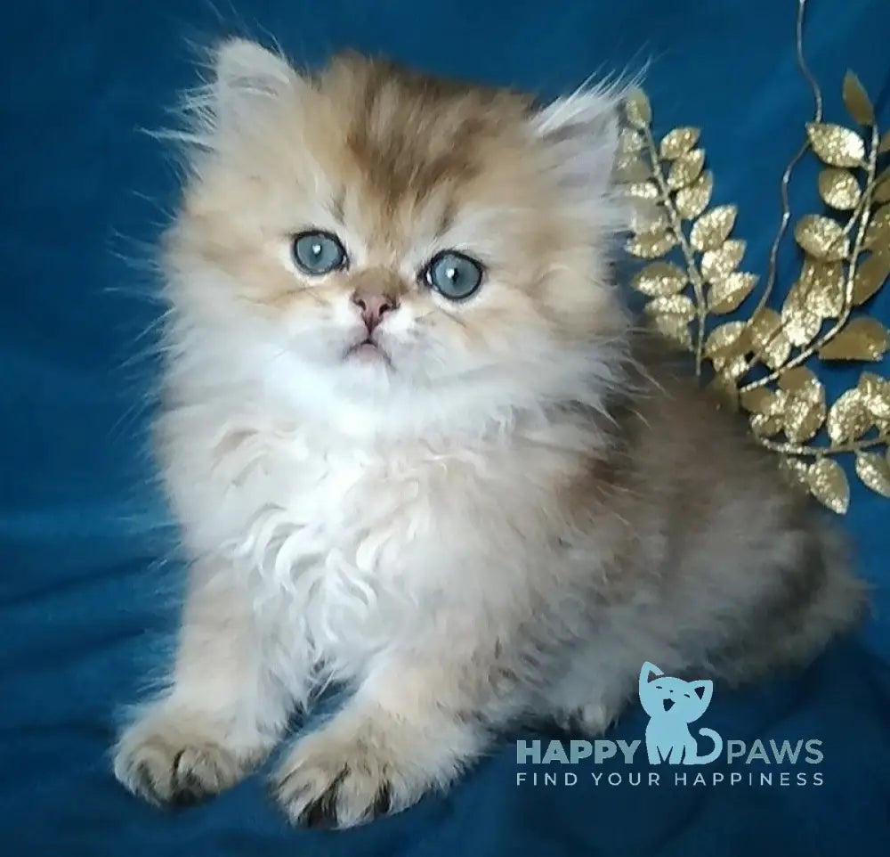 Sherlok British Longhair Male Golden Chinchilla Live Animals