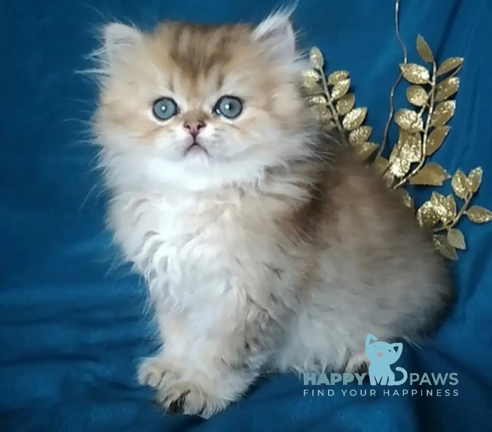 Sherlok British Longhair Male Golden Chinchilla Live Animals